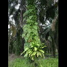 Wo am Rand der Ölpalmenplantagen Licht an die Stämme kommt, sind sie üppig bewachsen